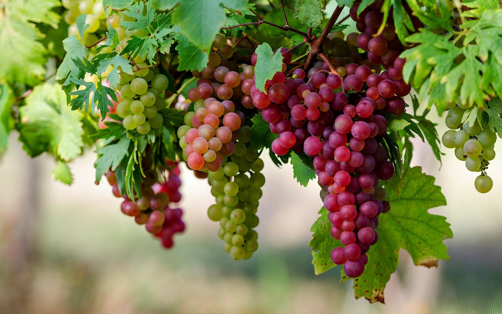 attraction-What to See In Battambang Grape.jpg